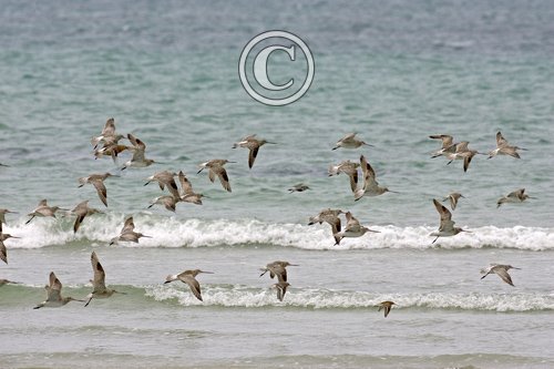 Bar-tailed Godwits DM1072